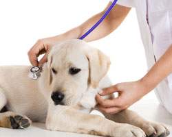 ΚΤΗΝΙΑΤΡΟΣ ΚΤΗΝΙΑΤΡΕΙΟ ΗΛΙΟΥΠΟΛΗ ΑΤΤΙΚΗ ΝΙΝΕΣ ΣΩΤΗΡΙΟΣ