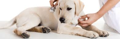 ΚΤΗΝΙΑΤΡΟΣ ΦΕΡΕΣ ΕΒΡΟΣ ΣΠΑΝΟΥ ΕΛΕΥΘΕΡΙΑ