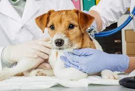 ΚΤΗΝΙΑΤΡΟΣ ΚΤΗΝΙΑΤΡΕΙΟ PET'S BEST FRIEND ΜΑΡΑΘΩΝΑΣ ΑΤΤΙΚΗ ΧΑΡΑΛΑΜΠΟΠΟΥΛΟΥ ΕΛΕΑΝΑ